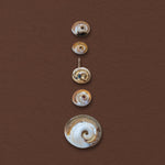 Shiva Shell Charm, 14k Gold with Teal Sapphire - Dea Dia